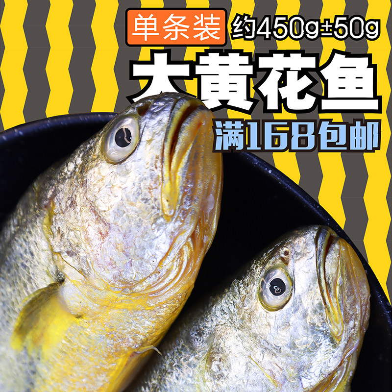 东海新鲜黄花鱼大个深海鲜活冷冻黄鱼特大海鲜水产生鲜海鱼单条装
