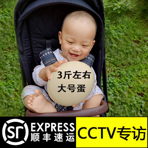 大号鸵鸟蛋生态饲养15天超长质保