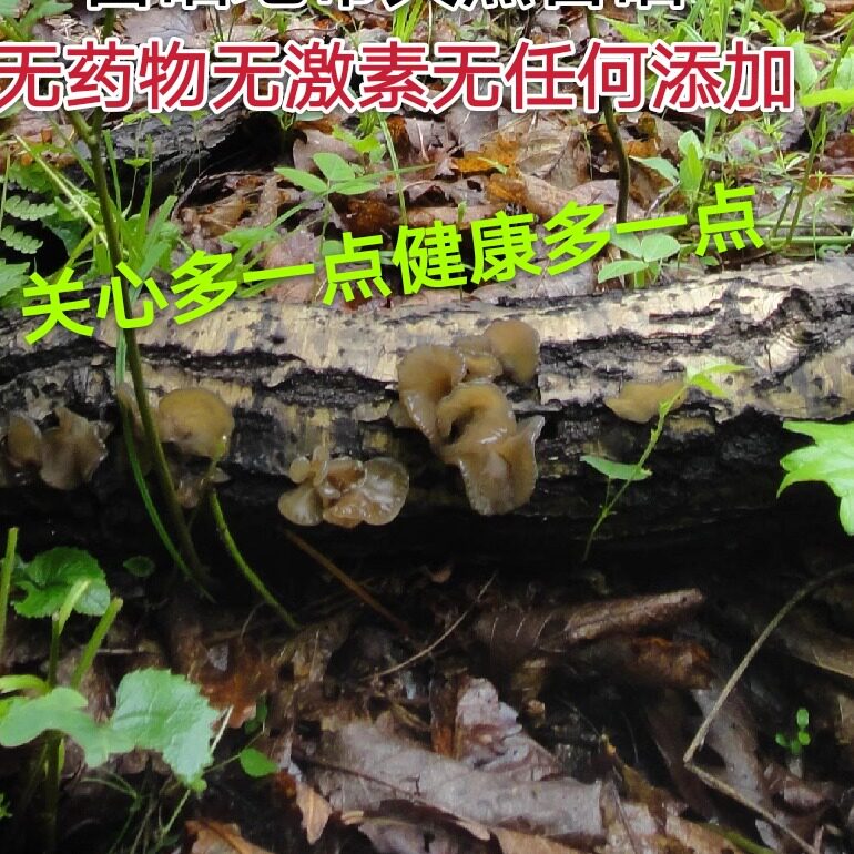 东北黑龙江特产纯野生山木耳纯天黑木耳