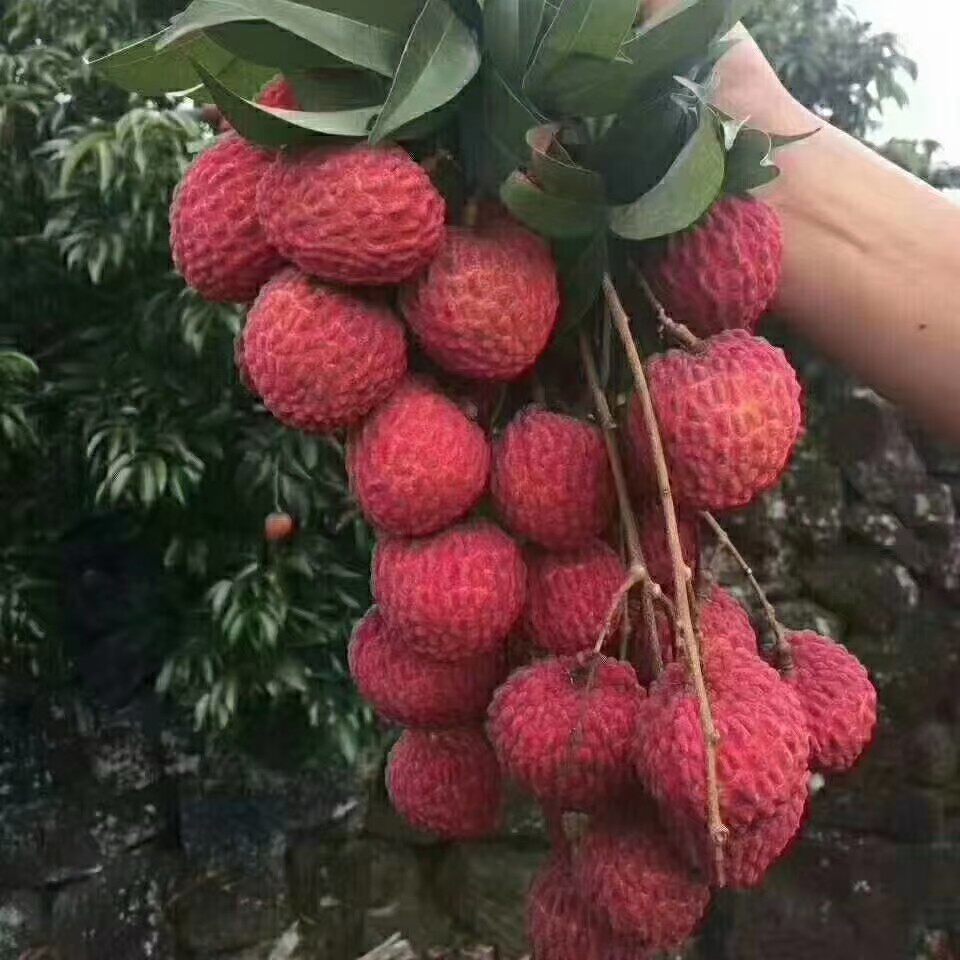 海南荔枝王新鲜现摘不泡水当季孕妇水果味整箱核小甜度高6斤装
