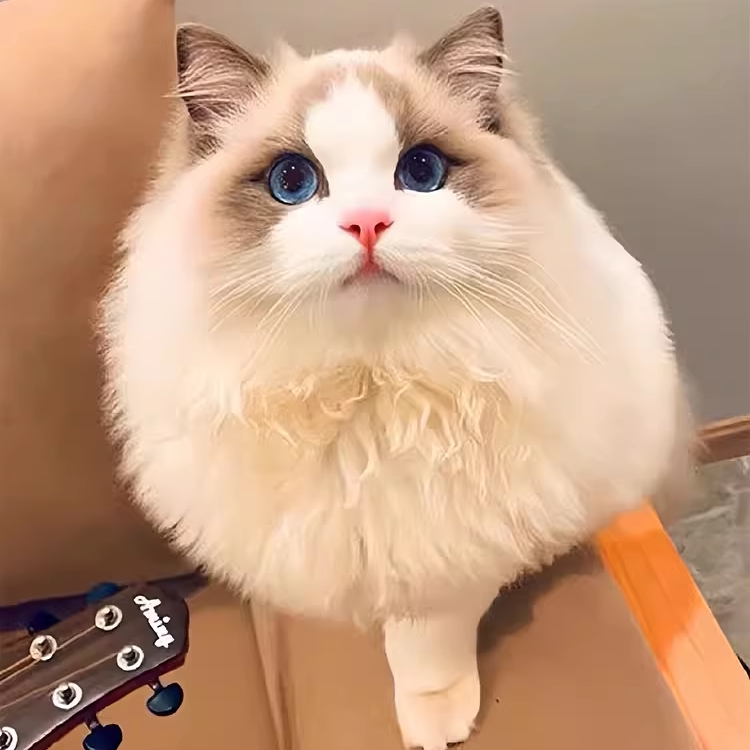 纯种布偶猫幼猫蓝双海双长毛布偶幼崽血统宠物猫舍蓝眼睛猫咪活物