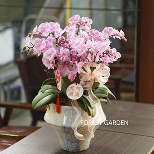 蝴蝶兰盆栽带花带盆组好伴手礼送礼客厅装饰上海同城配送兰花盆景