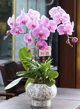 上海同城配送真花鲜花兰花蝴蝶兰盆栽客厅北欧风乔迁新居开业盆景