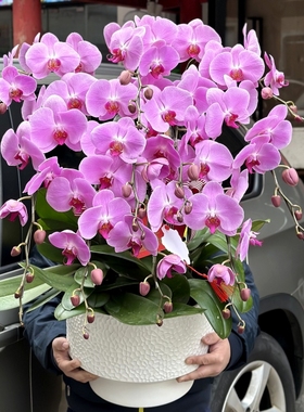 上海同城鲜花送客户长辈招财兰花绿植带花苞蝴蝶兰盆栽春节年宵花