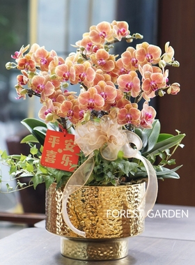 上海蝴蝶兰花卉盆栽绿植乔迁新居开业贺礼年宵花客厅办公室前台花