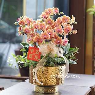 上海蝴蝶兰花卉盆栽绿植乔迁新居开业贺礼年宵花客厅办公室前台花