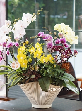 上海同城配送混搭色系蝴蝶兰盆栽兰花盆景高档花礼送客户领导客厅