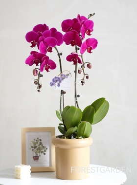 上海蝴蝶兰盆栽带花四季花卉盆景植物室内开业贺礼乔迁新居兰花