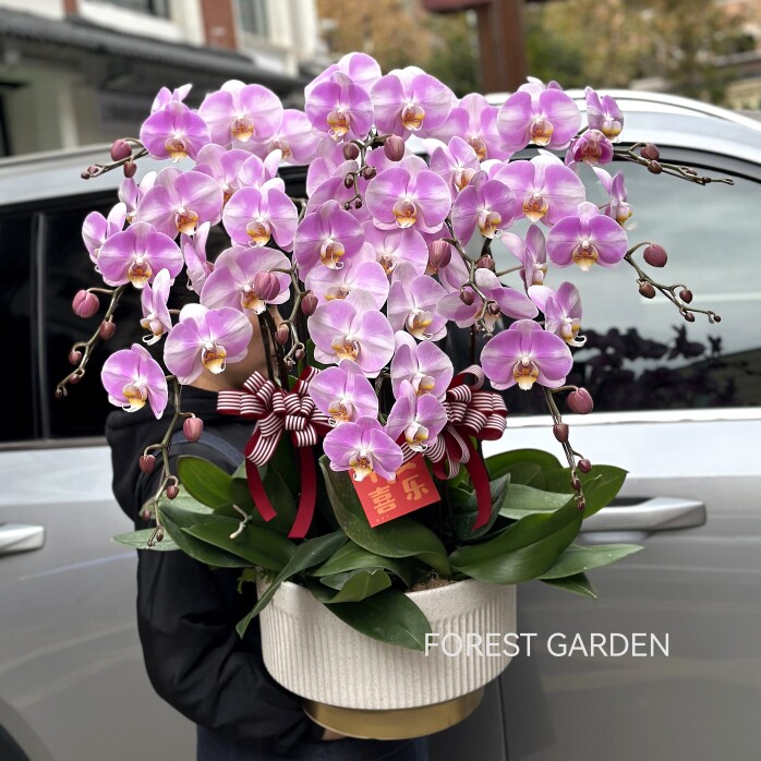 带花室内花卉四季蝴蝶兰年宵花