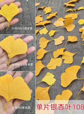 单片仿真银杏叶片单个落叶假叶子婚庆橱窗装饰黄色银杏枯叶假叶片
