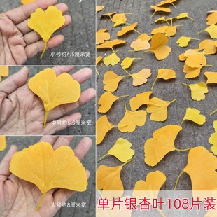 单片仿真银杏叶片单个落叶假叶子婚庆橱窗装 饰黄色银杏枯叶假叶片