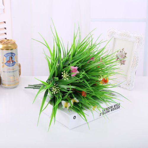 绿蝴蝶水草价格 绿蝴蝶水草图片 星期三