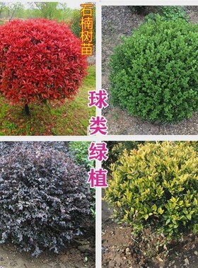 红叶石楠红花继木冬青球海桐庭院
