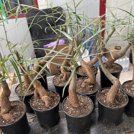 昆士兰瓶树佛肚树绿植盆栽室内客厅办公室绿植桌面植物四季常青