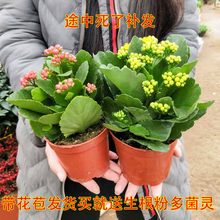 长寿花盆栽植物室内重瓣四季开花好养阳台带花苞净化空气花苗花卉