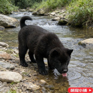 黑舌五黑犬幼犬黑狗虎头田园中华赶山犬广西猎犬看家狩猎护院