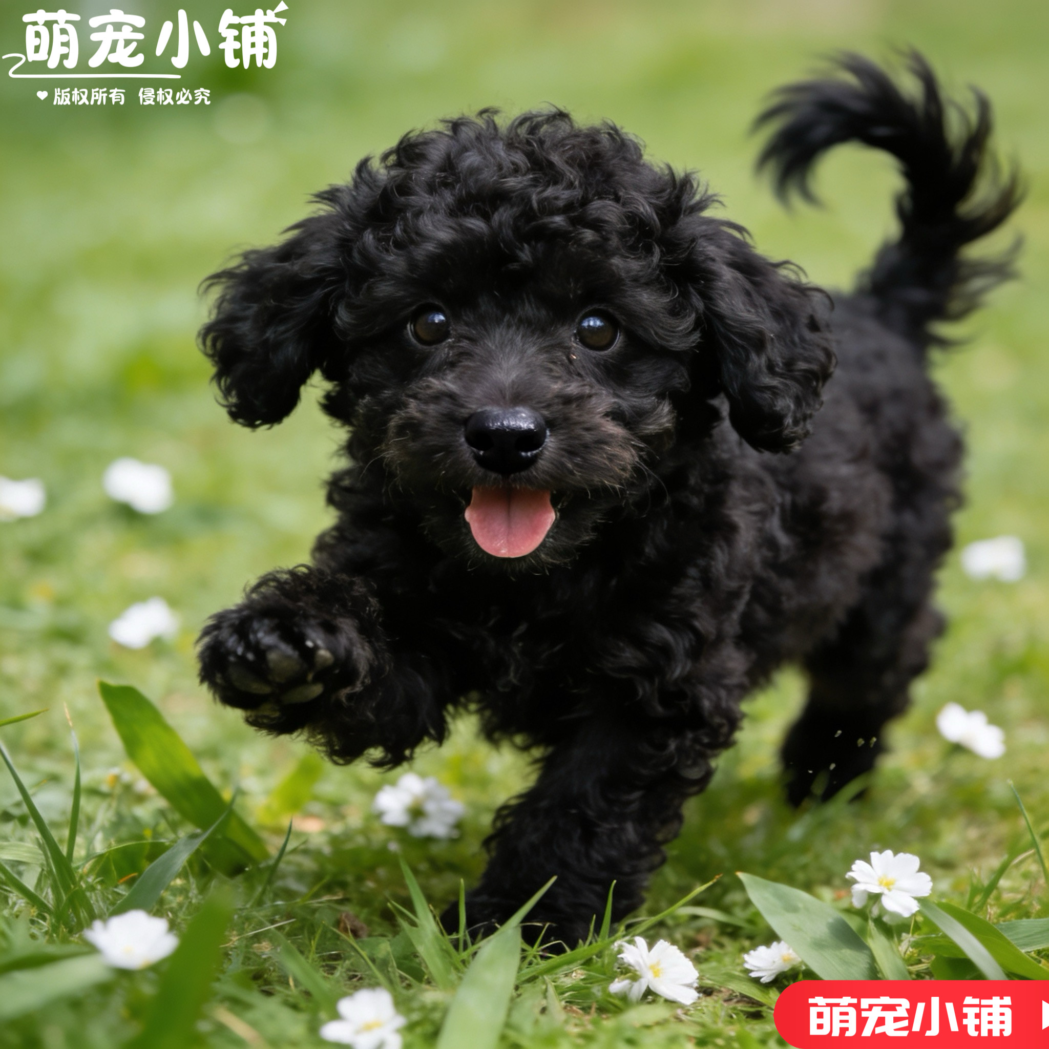 黑色泰迪幼犬泰迪犬可爱活体长不大小体宠物纯黑色活物贵宾犬小型