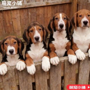 巴尔干猎犬幼犬塞尔维亚猎狗嗅觉犬中型中华犬赶山狗