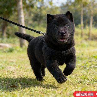 五黑犬幼犬广西虎头五黑犬虎头猫耳短毛正宗猎犬中华田园犬霸气