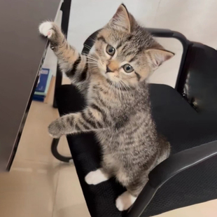 小猫中华田园猫家养猫咪活物土猫幼猫橘猫白黑奶牛狸花猫活体幼崽