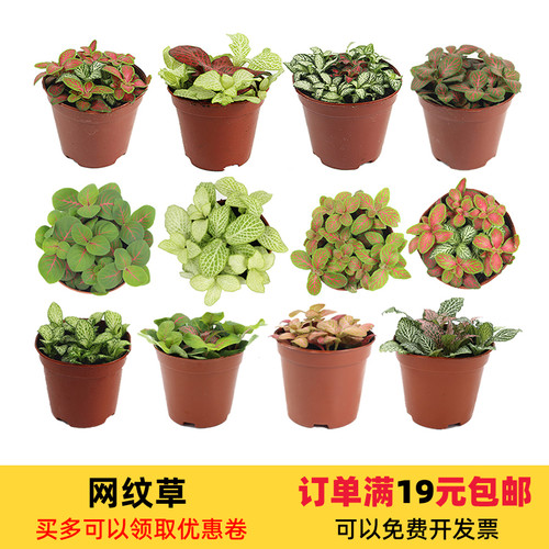 桌面微景观绿植网纹草植物水培