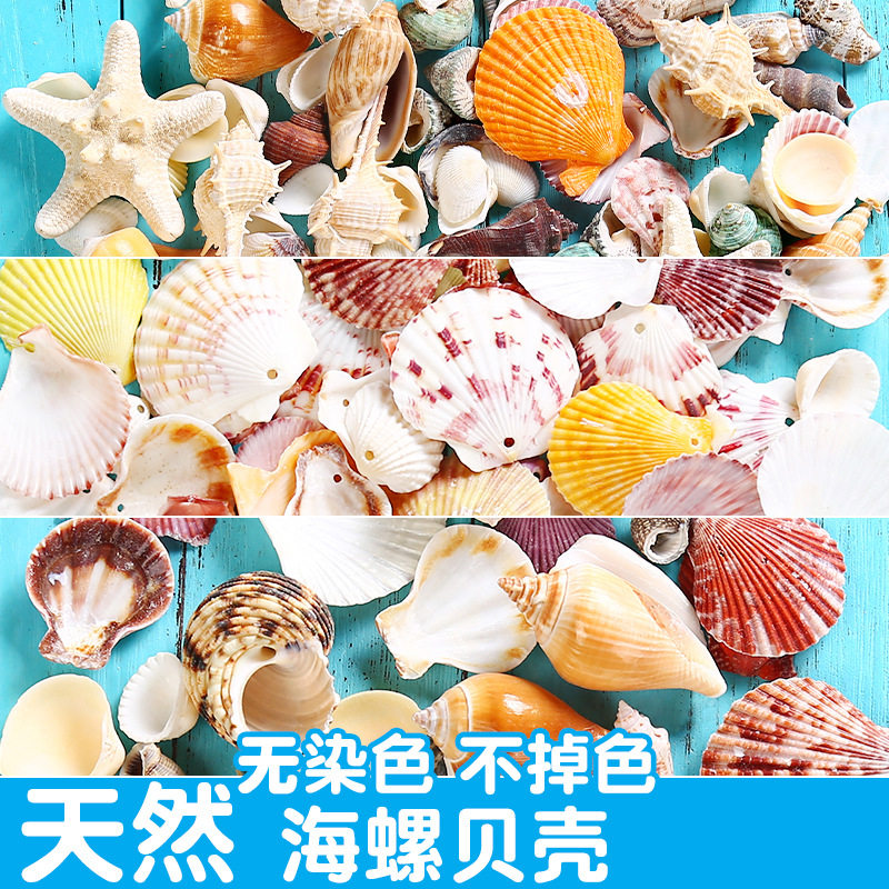 天然贝壳海螺立体贝壳花片配件diy手工配饰儿童手工制作材料
