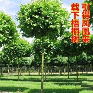 青桐树苗中国梧桐树法国梧桐树苗耐寒庭院观赏风景树行道绿化苗木