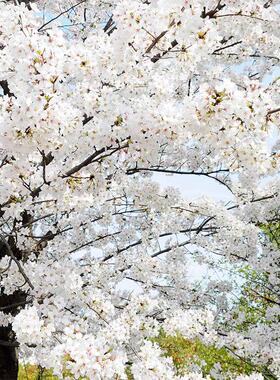 日本白色吉野樱花树苗包品种纯白色樱花树苗庭院别墅地载耐寒耐热