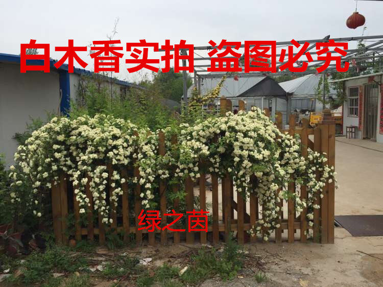木香花苗 七里香花苗 白木香 黄木香 爬藤植物 阳台庭院攀援花卉