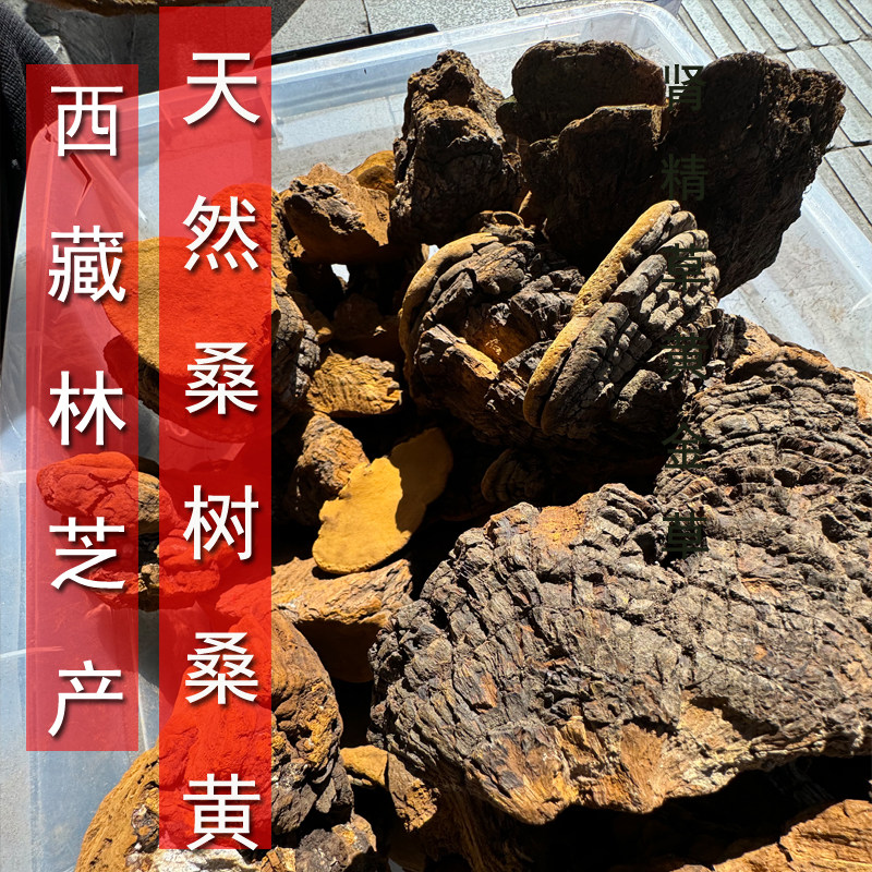 西藏波密正宗桑树桑黄多年生中药材林芝灵芝西藏自治区特产250g