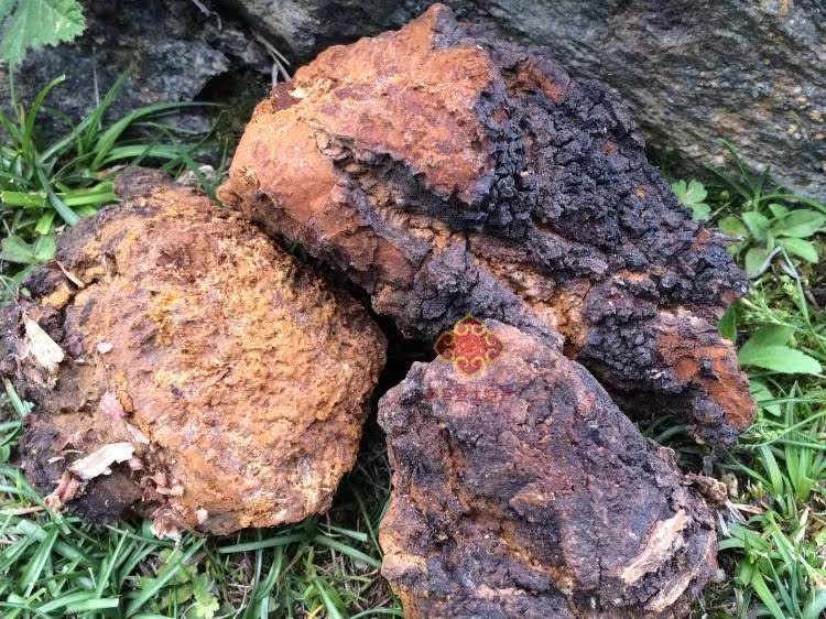 免邮西藏特产桦褐孔菌白桦茸桦树泪三黄菌500g正宗山货