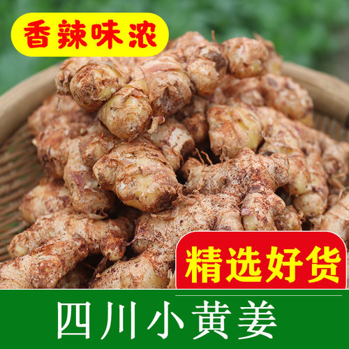 新鲜郫县香辣浓郁四川特产小黄姜