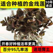 金线莲种植苗盆栽南靖新鲜食用金线莲苗送培养土边种边吃