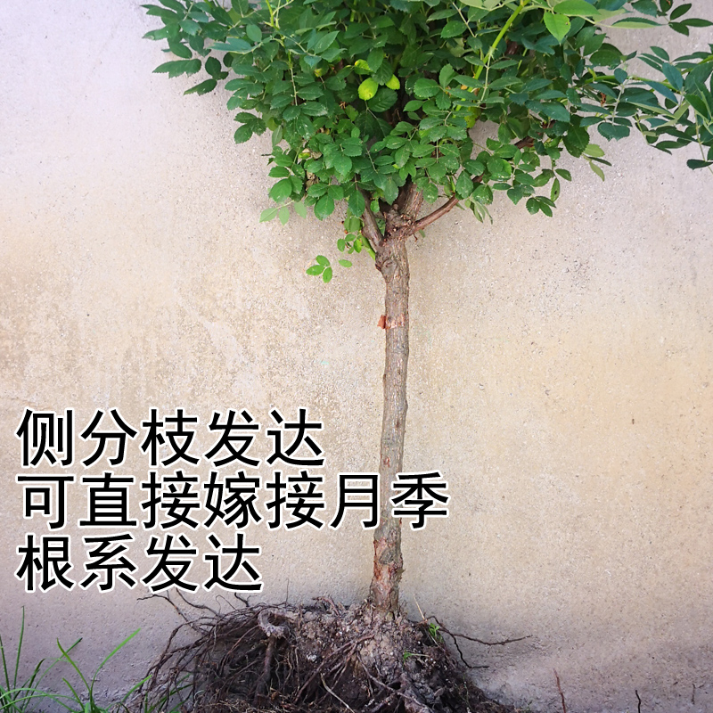 无刺蔷薇杆子带根可直接嫁接