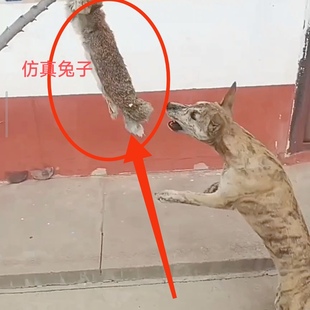 猎鸡户外遛狗猎兔狗开口神器BB哨子细狗灵缇惠比特幼犬仿真假兔子