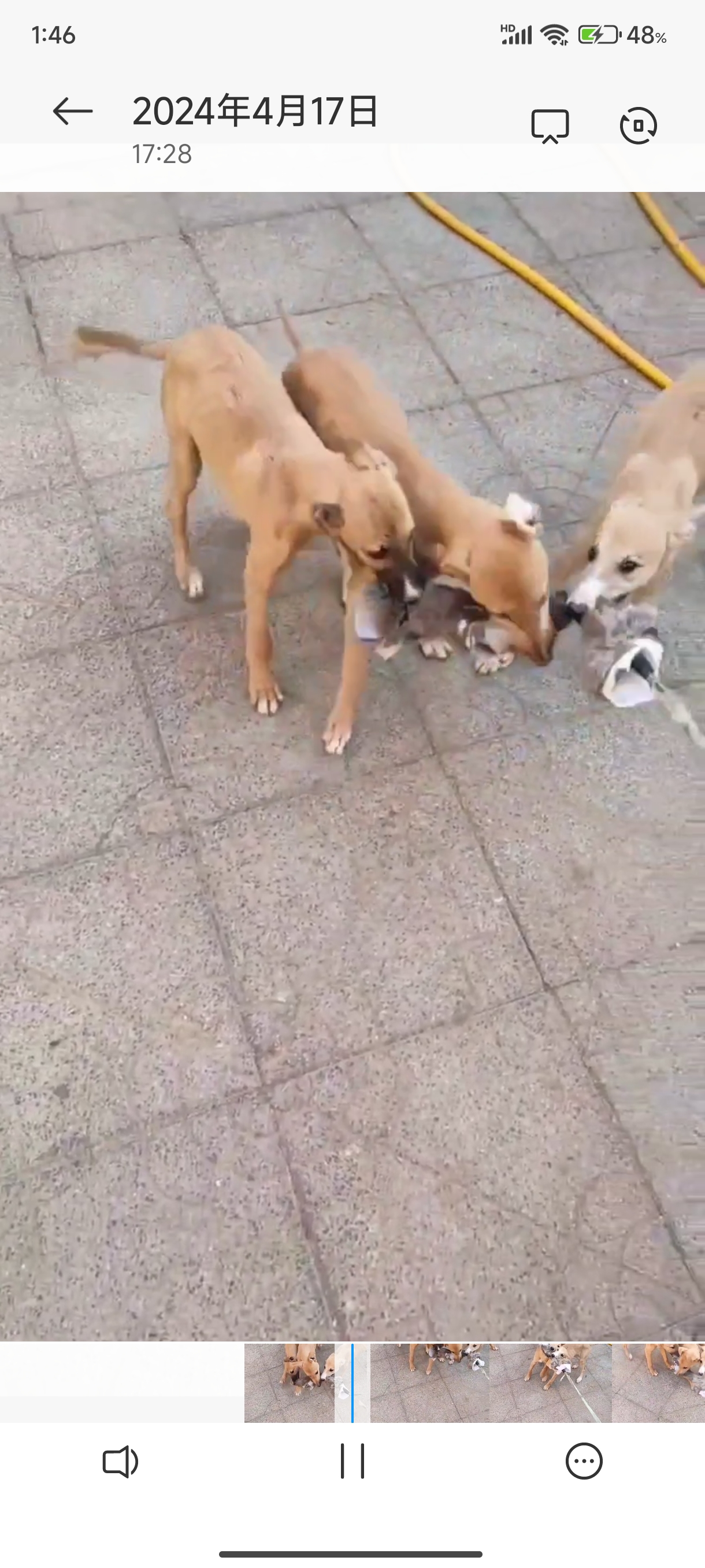 猎鸡犬户外遛狗猎兔狗开口神器BB哨子细狗灵缇惠比特幼犬仿真兔子