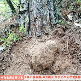 新鲜茯苓云南深山茯苓新鲜茯苓带皮发货松根白茯苓非土茯苓