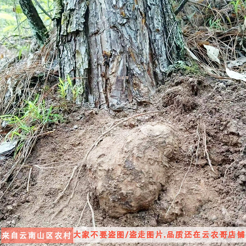 新鲜茯苓松根中国药材野白云南