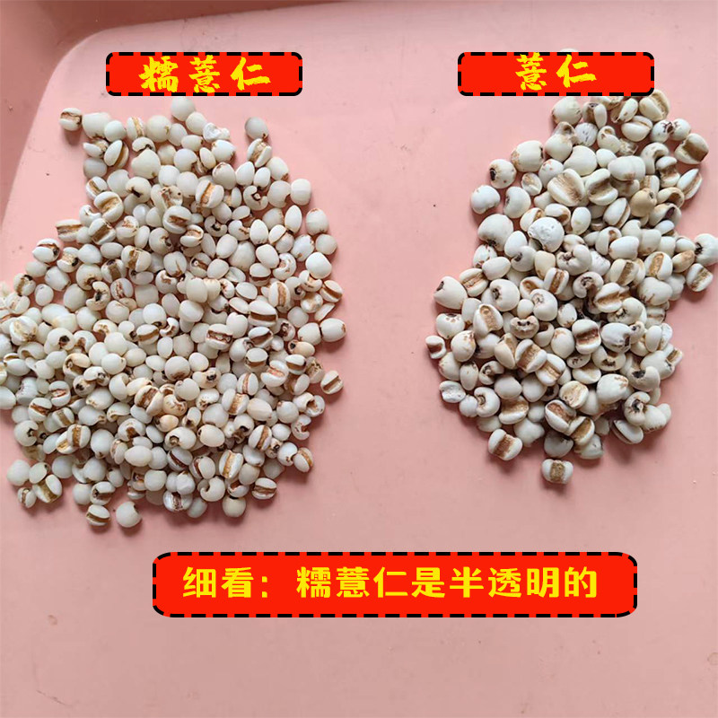 半透明糯薏仁米和普通薏仁米
