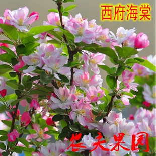 别墅庭院嫁接西府海棠树苗垂丝绚丽北美海棠苗绿化风景耐寒海棠苗