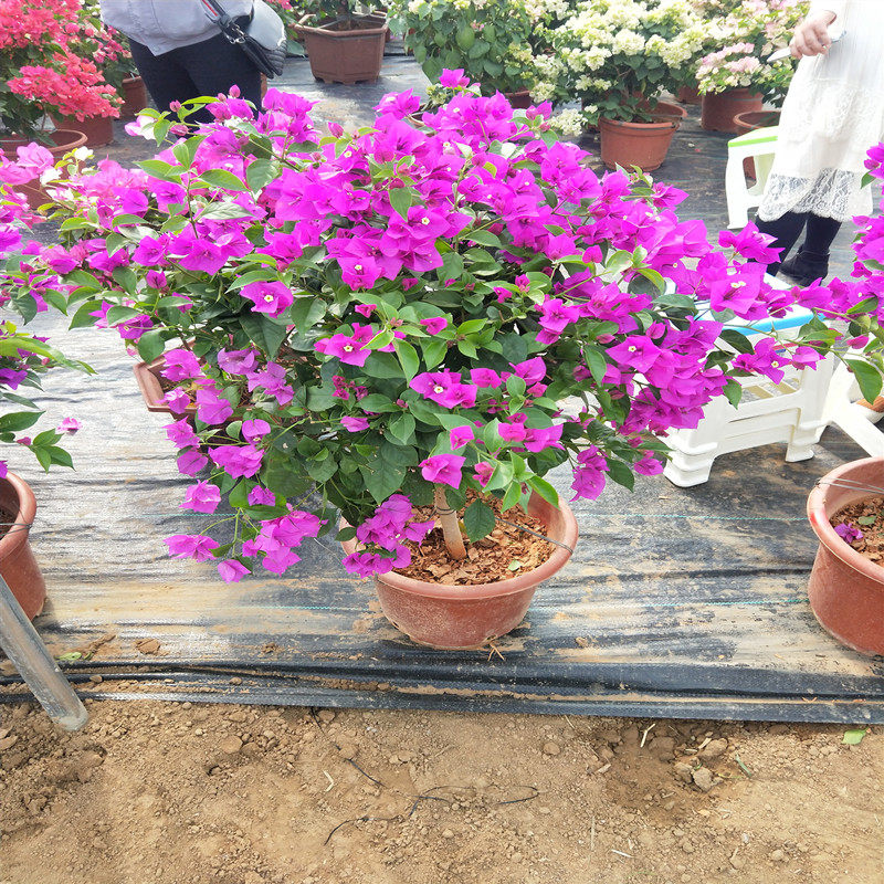 花镜植物盆栽重瓣爬藤攀援三角梅