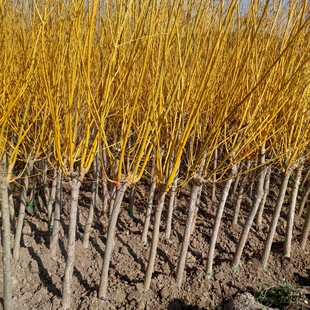 黄金槐树苗庭院绿化苗木金枝槐树苗金枝国槐嫁接金丝槐别墅盆景