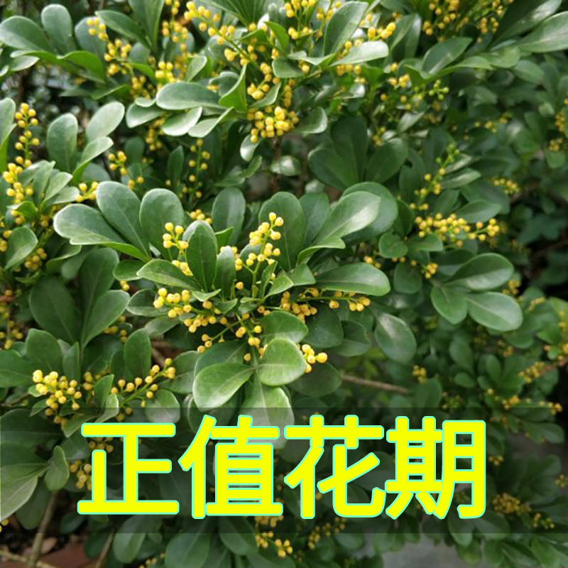 绿植卧室阳台米兰花卉盆栽植物