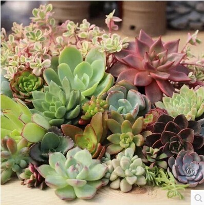 多肉迷你植物组合盆栽室内微景观图片
