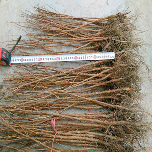 水杉树苗树金叶落羽杉红杉树室外柳杉南北方活化石常绿耐涝树种