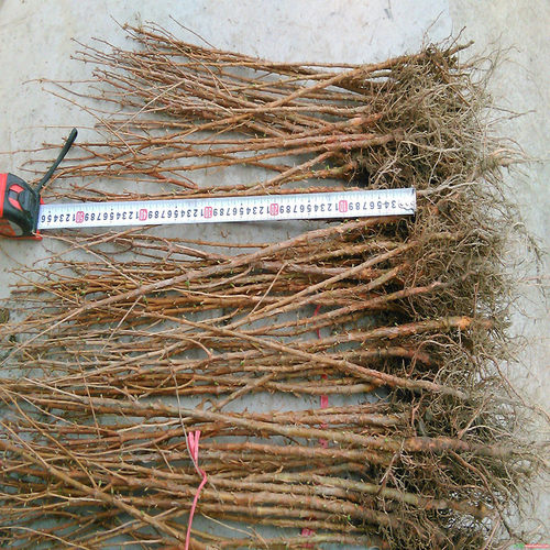 水杉树苗金叶落羽杉室外庭院绿化