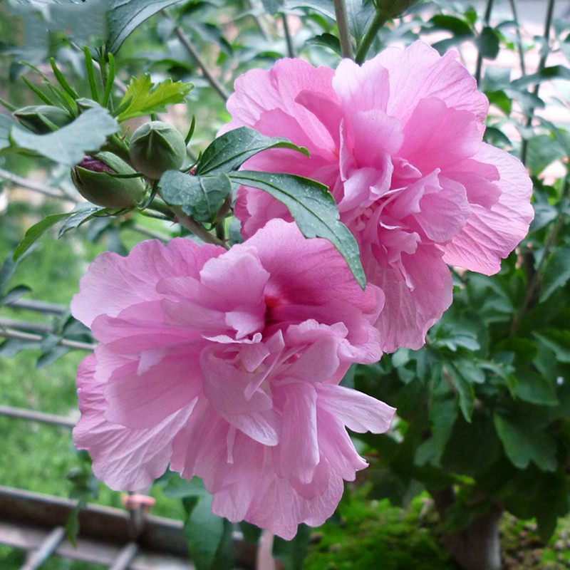 木槿花盆栽重瓣独杆棒棒糖耐寒