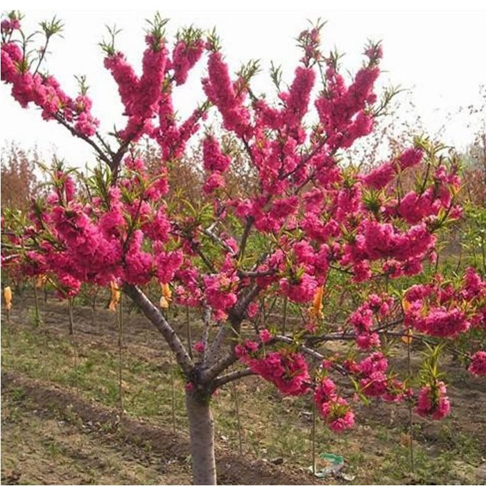 庭院绿化红叶碧桃苗紫叶碧桃花寿星桃碧桃观赏桃花苗庭院绿化盆栽