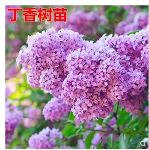 丁香花树苗 南方庭院种植花卉植物北方楼顶阳台盆栽耐寒 开花大苗