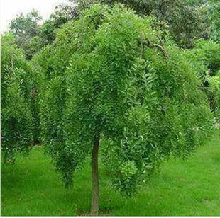 庭院别墅植物龙爪槐 国槐小苗垂槐盘槐 枝槐龙爪槐树阳台盆栽好养